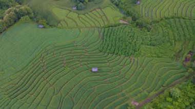 Chiangmai, Tayland 'daki Terrace Rice Field, Pa Pong Piang, Chang Khoeng, Mae Chaem Bölgesi, yeşil çeltik tarlasının insansız hava aracı görüntüsü.