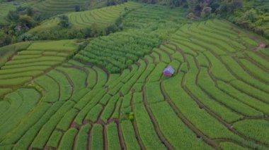 Chiangmai, Tayland 'daki Terrace Rice Field, Pa Pong Piang, Chang Khoeng, Mae Chaem Bölgesi, yeşil çeltik tarlasının insansız hava aracı görüntüsü.