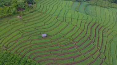 Chiangmai, Tayland 'daki teras pirinç tarlası Pa Pong Piang, sisli bir gündoğumu sırasında küçük bir çiftlik kulübesi olan yeşil pirinç tarlası.