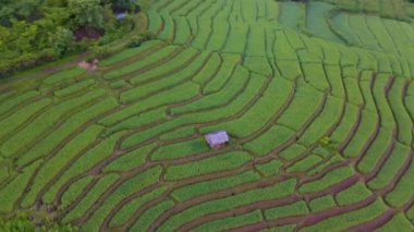 Chiangmai, Tayland 'daki Terrace Rice Field Pa Pong Piang, Chang Khoeng, Mae Chaem Bölgesi.