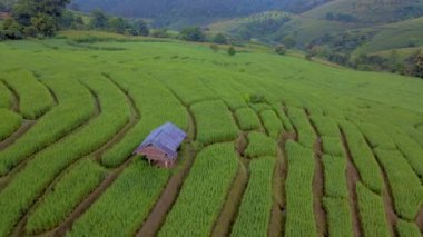 Chiangmai, Tayland 'daki teras pirinç tarlası Pa Pong Piang, sisli bir gündoğumu sırasında küçük bir çiftlik kulübesi olan yeşil pirinç tarlası.