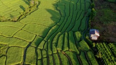 Chiangmai, Tayland 'da gün batımında pirinç tarlası.