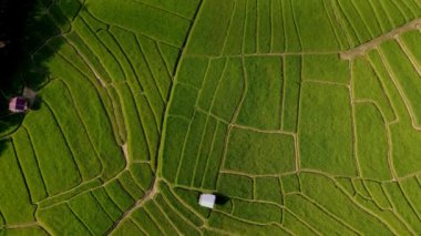 Tayland, Chiangmai 'de pirinç tarlası, Tayland Kraliyet Projesi Kuzey Tayland' da Khun Pae ve öğleden sonra yeşil pirinç tarlaları.