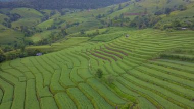 Chiangmai 'deki Terrace Rice Field, Tayland Pa Pong Piang, Chang Khoeng, Mae Chaem Bölgesi. Tayland 'da yeşil mevsim