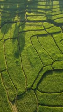 Tayland, Chiangmai 'deki Terrace Rice Field Kuzey Tayland' daki Khun Pae Kraliyet Projesi günbatımında yeşil çeltik tarlaları.