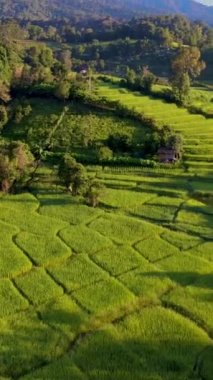 Tayland, Chiangmai 'deki teras pirinç tarlası Kuzey Tayland' daki Khun Pae Kraliyet Projesi gün batımında dağlarda yeşil çeltik tarlaları.