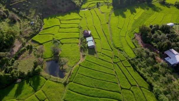 Yeşil Yağmur Mevsiminde Tayland Chiangmai Teraslı Pirinç Tarlası — Stok video