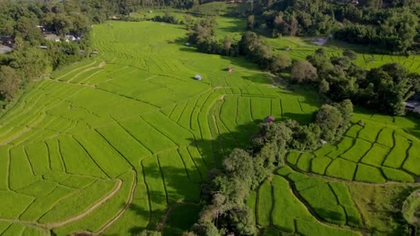 タイのチェンマイにあるテラスライスフィールド 北タイのロイヤルプロジェクトKun Pae 小さな農場と緑の米パディフィールド — ストック動画