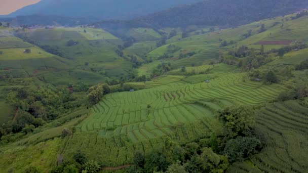 Chiangmai Tayland Teraslı Pirinç Tarlası Pong Piang Pirinç Teraslarında Sisli — Stok video