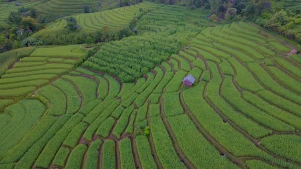 Terraced Rice Field Chiangmai Tailandia Pong Piang Chang Khoeng Mae — Vídeo de stock