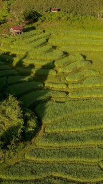 Tayland, Chiangmai 'deki güzel pirinç tarlası Kuzey Tayland' daki Khun Pae Kraliyet Projesi gün batımında yeşil çeltik tarlaları.
