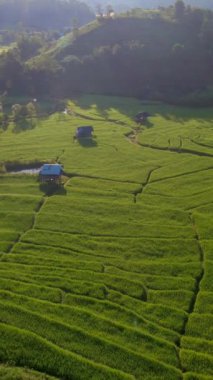 Tayland, Chiangmai 'deki Terrace Rice Field Kuzey Tayland' daki Khun Pae Kraliyet Projesi günbatımında yeşil çeltik tarlaları.