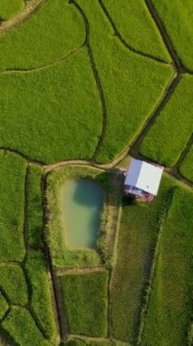 Chiangmai, Tayland 'daki teras pirinç tarlası Kuzey Tayland' daki Khun Pae Kraliyet Projesi günbatımında yeşil çeltik tarlaları ve yeşil bir tarlada küçük bir çiftlik.