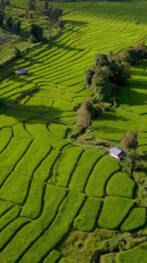Tayland, Chiangmai 'deki Yeşil Teraslı Pirinç Tarlası, Kuzey Tayland' daki Kraliyet Projesi Khun Pae ve gün batımında yeşil çeltik tarlaları