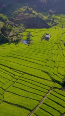 Tayland, Chiangmai 'deki Terrace Rice Field, Kuzey Tayland' daki Khun Pae Kraliyet Projesi yeşil çeltik tarlaları ve yeşil mevsim boyunca yeşil çeltik tarlaları.