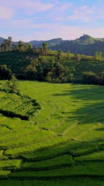 Tayland, Chiangmai 'deki Terrace Rice Field Kuzey Tayland' daki Khun Pae Kraliyet Projesi günbatımında yeşil çeltik tarlaları.