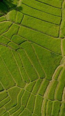 Tayland, Chiangmai 'deki Terrace Rice Field, Kuzey Tayland' daki Khun Pae Kraliyet Projesi yeşil çeltik tarlaları ve yeşil mevsim boyunca yeşil çeltik tarlaları.