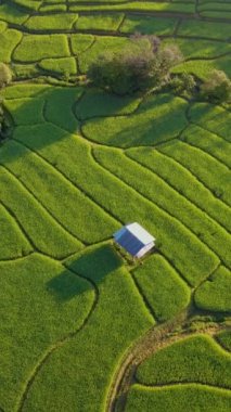 Chiangmai, Tayland 'daki Terrace Rice Field, Kuzey Tayland' daki Khun Pae Kraliyet Projesi. Gün batımında yeşil çeltik tarlaları.