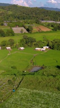 Tayland, Chiangmai 'de pirinç tarlası, Tayland Kraliyet Projesi Kuzey Tayland' da Khun Pae, yağmur mevsiminde gün batımında yeşil çeltik tarlaları.
