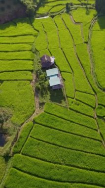 Chiangmai, Tayland 'daki teras pirinç tarlası Kuzey Tayland' daki Khun Pae Kraliyet Projesi günbatımında yeşil çeltik tarlaları ve küçük bambu çiftlik kulübeleri.