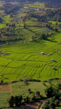 Chiangmai, Tayland 'daki Terrace Rice Field, Kuzey Tayland' daki Khun Pae Kraliyet Projesi, yeşil çeltik tarlaları.