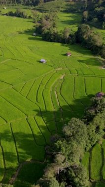 Tayland, Chiangmai 'de pirinç tarlası, Tayland Kraliyet Projesi Kuzey Tayland' da Khun Pae, yağmur mevsiminde gün batımında yeşil çeltik tarlaları.