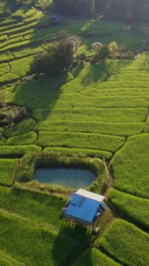 Chiangmai, Tayland 'daki Terrace Rice Field, Kuzey Tayland' daki Khun Pae Kraliyet Projesi günbatımında yeşil çeltik tarlaları ve küçük çiftlik kulübesi.