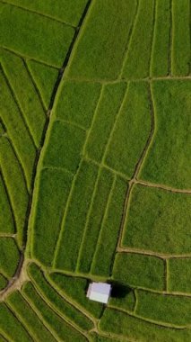 Chiangmai, Tayland 'daki teras pirinç tarlası Kuzey Tayland' daki Khun Pae Kraliyet Projesi günbatımında yeşil çeltik tarlaları ve yeşil bir tarlada küçük bir çiftlik.
