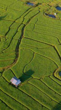 Tayland, Chiangmai 'deki Teraslı Pirinç Tarlası' nda küçük çiftlik kulübeleri. Kuzey Tayland 'daki Khun Pae Kraliyet Projesi. Gün batımında yeşil çeltik tarlaları.
