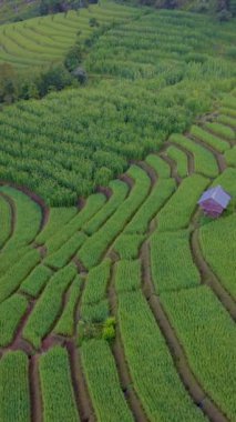 Chiangmai, Tayland Pa Pong Piang, Chang Khoeng, Mae Chaem Bölgesi 'ndeki yeşil teraslı pirinç tarlasında sisli bir gün doğumu.