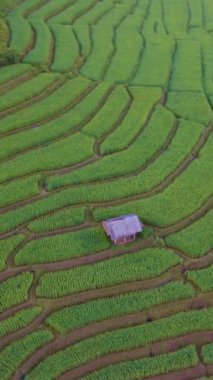 Chiangmai, Tayland 'daki teraslı pirinç tarlası Pa Pong Piang, yeşil çeltik tarlasında küçük çiftlikler.