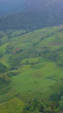 Chiangmai, Tayland 'daki Terrace Rice Field, Pa Pong Piang, gün doğumunda.
