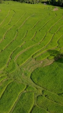 Tayland, Chiangmai 'deki Yeşil Teraslı Pirinç Tarlası, Kuzey Tayland' daki Kraliyet Projesi Khun Pae ve gün batımında yeşil çeltik tarlaları
