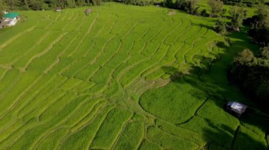 Tayland, Chiangmai 'deki Terrace Rice Field Kuzey Tayland' daki Khun Pae Kraliyet Projesi günbatımında yeşil çeltik tarlaları.