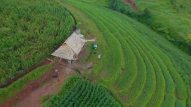 Chiangmai, Tayland, Pa Pong Piang, Chang Khoeng, Mae Chaem Bölgesi 'ndeki Teraslı Pirinç Tarlası' ndaki küçük bir bambu kulübesinin önünde iki erkek ve bir kadın.