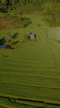 Tayland, Chiangmai 'deki teras pirinç tarlası Kuzey Tayland' daki Khun Pae Kraliyet Projesi gün batımında dağlarda yeşil çeltik tarlaları.