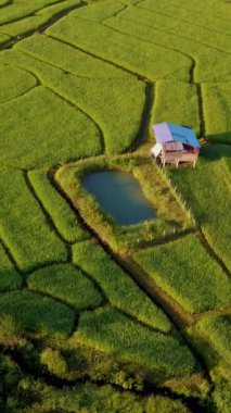 Chiangmai, Tayland 'daki teras pirinç tarlası Kuzey Tayland' daki Khun Pae Kraliyet Projesi günbatımında yeşil çeltik tarlaları ve küçük bambu çiftlik kulübeleri.