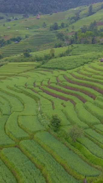 Green Terraced Rice Field Chiangmai Tailandia Pong Piang Chang Khoeng — Vídeo de stock