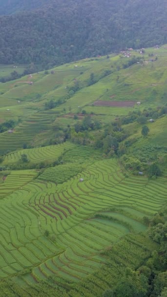 Terraced Rice Field Chiangmai Northern Thailand Pong Piang Chang Khoeng — Vídeo de stock