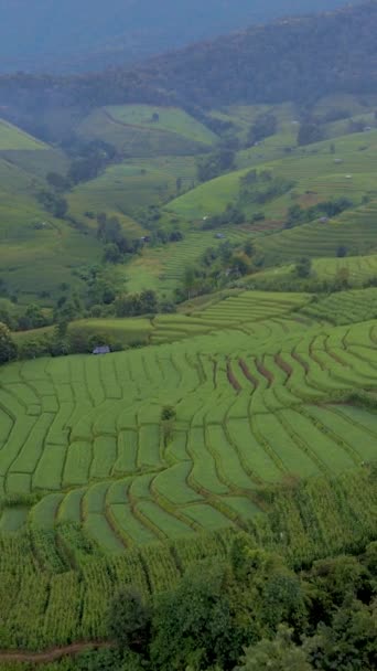 Terraced Rice Field Chiangmai Thailand Pong Piang Chang Khoeng Mae — Vídeo de stock