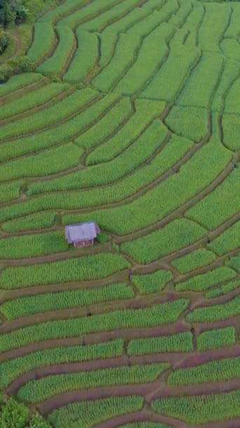 Terraced Rice Field Chiangmai Tailandia Pong Piang Durante Amanecer — Vídeo de stock
