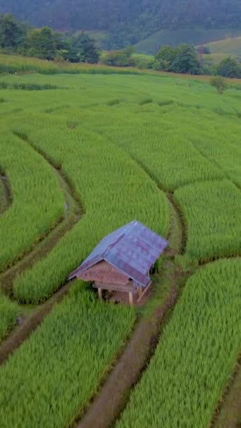 Terraced Rice Field Chiangmai Tailandia Pong Piang Pequeñas Granjas Campo — Vídeo de stock
