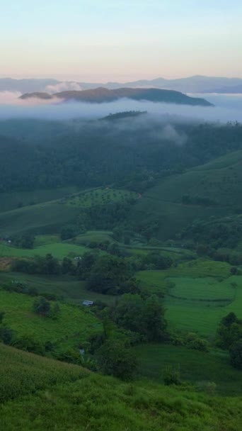 Ομιχλώδης Ανατολή Στο Πράσινο Terraced Rice Field Στο Chiangmai Ταϊλάνδη — Αρχείο Βίντεο