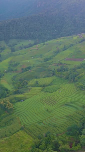 Terraced Rice Field Chiangmai Tailandia Pong Piang Durante Amanecer — Vídeo de stock