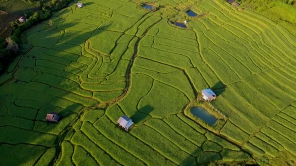 Terrazzo Rice Field Chiangmai Thailandia Royal Project Khun Pae Nel — Video Stock