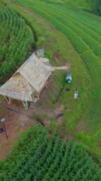 Par Hombres Mujeres Una Pequeña Cabaña Bambú Terraced Rice Field — Vídeo de stock