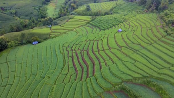 Terraced Rice Field Chiangmai Tailandia Pong Piang Chang Khoeng Mae — Vídeo de stock