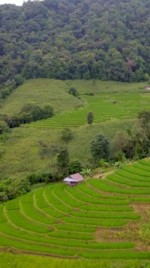 Chiangmai, Tayland 'daki Terrace Rice Field, Pa Pong Piang pirinç terasları, Pa Pong Pieng' deki yeşil çeltik tarlası, Mae Chaem, Chiang Mai, Tayland yağmur mevsiminde