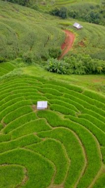 Chiangmai, Tayland 'daki Terrace Rice Field, Pa Pong Piang pirinç terasları, Pa Pong Pieng' deki yeşil çeltik tarlası, Mae Chaem, Chiang Mai, Tayland 'daki küçük bir çiftlik.