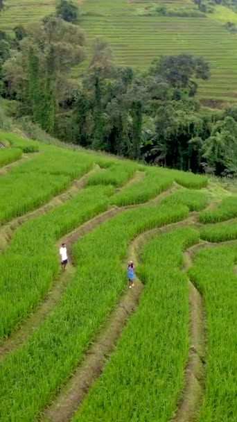 Terraced Rice Field Chiangmai Thailand Pong Piang Rice Terraces Green — Vídeo de stock